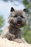 CAIRN TERRIER 184